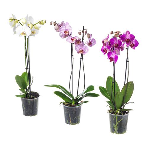 Phalaenopsis Saksi Bitkisi 103 033 65 Yorumlar Fiyat Nereden