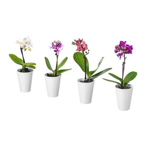 komntn plant een pot Orchidee / verschillende kleuren (202.601.05) - beoordelingen, prijs, waar te kopen