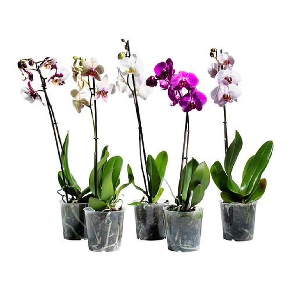 PHALAENOPSIS Plante en pot, orchidée/2 tiges, 12 cm - IKEA Suisse
